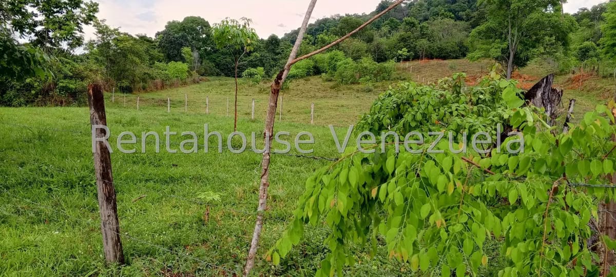 Terreno (Finca) en Venta en Sector Las Pipas, Tachira - 11