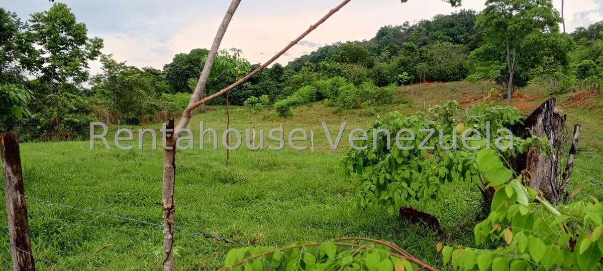 Terreno (Finca) en Venta en Sector Las Pipas, Tachira - 8