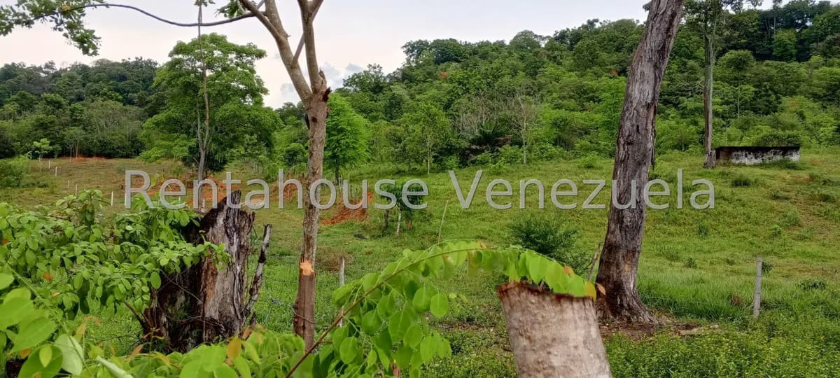Terreno (Finca) en Venta en Sector Las Pipas, Tachira - 9