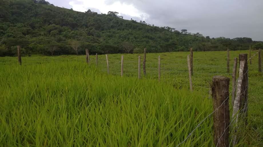 VENTA Hermosa Finca 37,5 Ha. Urachiche.Yaracuy