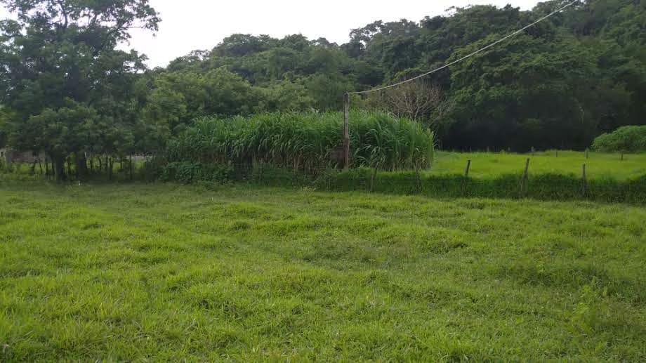 VENTA Hermosa Finca 37,5 Ha. Urachiche.Yaracuy - 3