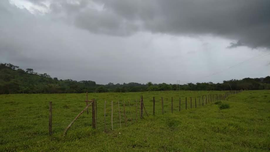 VENTA Hermosa Finca 37,5 Ha. Urachiche.Yaracuy - 4