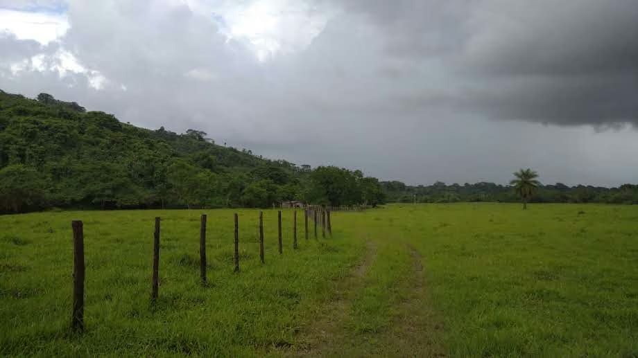 VENTA Hermosa Finca 37,5 Ha. Urachiche.Yaracuy - 6