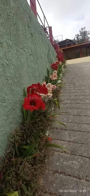 Terreno (Residencial) en Venta en La Colonia Tovar, Aragua - 22