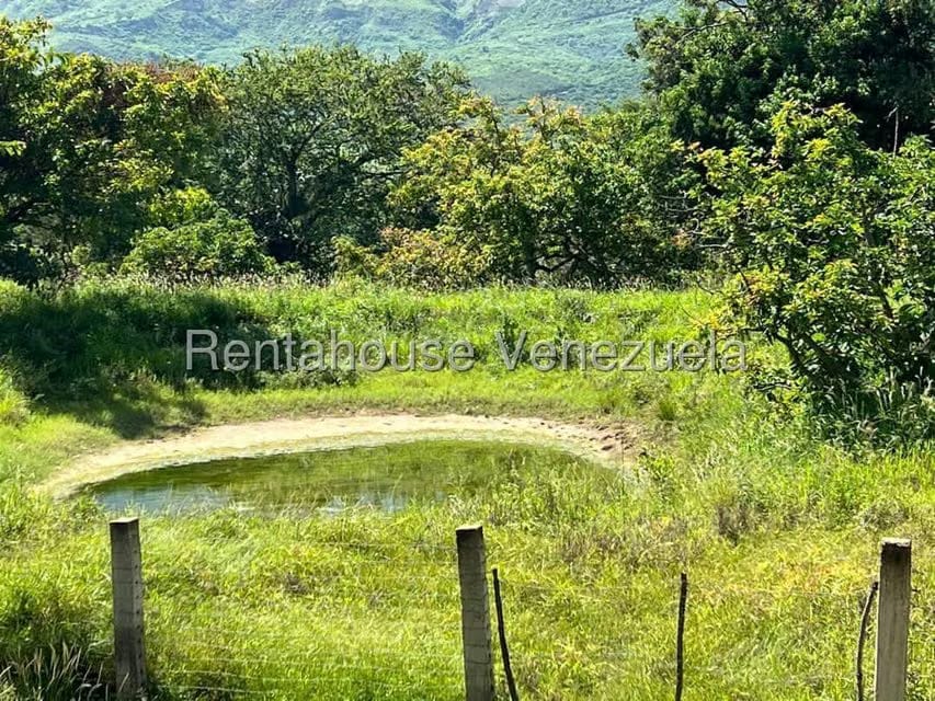 Terreno (Comercial) en Venta en Municipio Moran, Lara - 13
