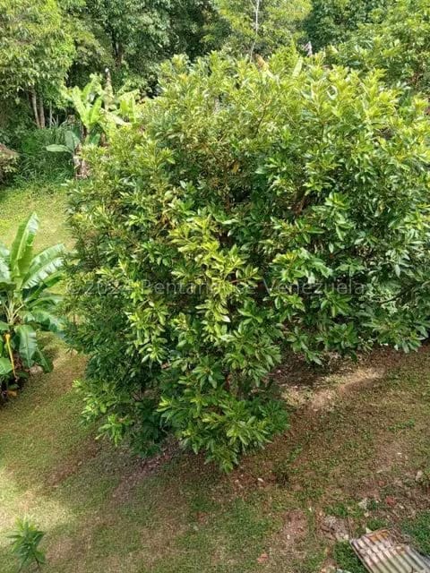Casa (Multipes Niveles) en Venta en Pan de Azucar, Miranda - 43