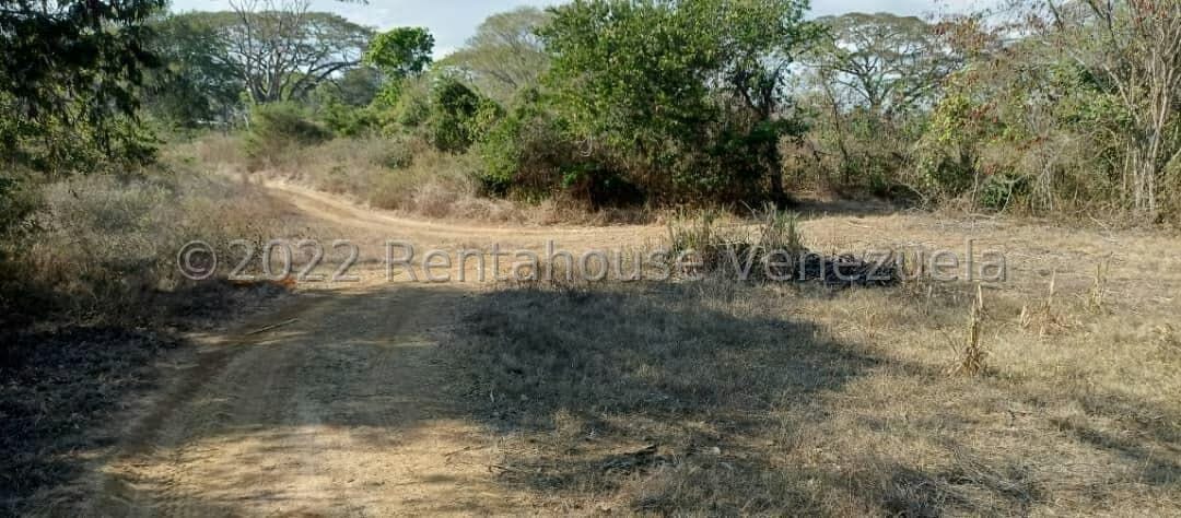 Terreno (Finca) en Venta en La Campina, Lara - 3