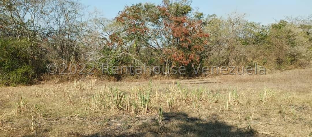 Terreno (Finca) en Venta en La Campina, Lara - 4