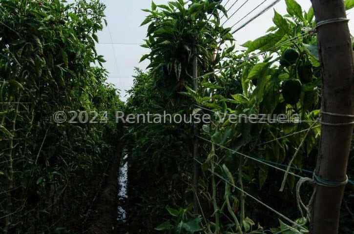 Terreno (Finca) en Venta en Municipio Jimenez, Lara - 16