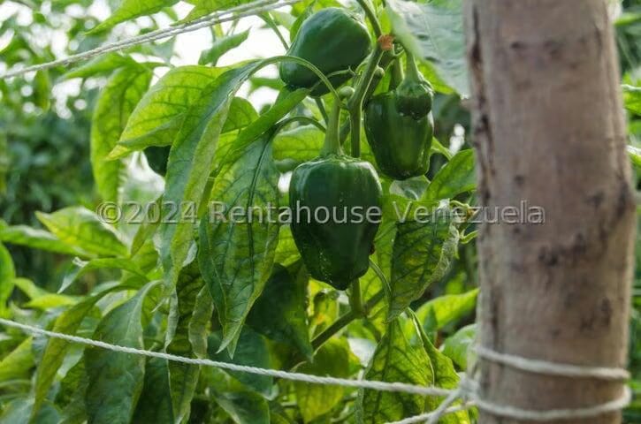 Terreno (Finca) en Venta en Municipio Jimenez, Lara - 18