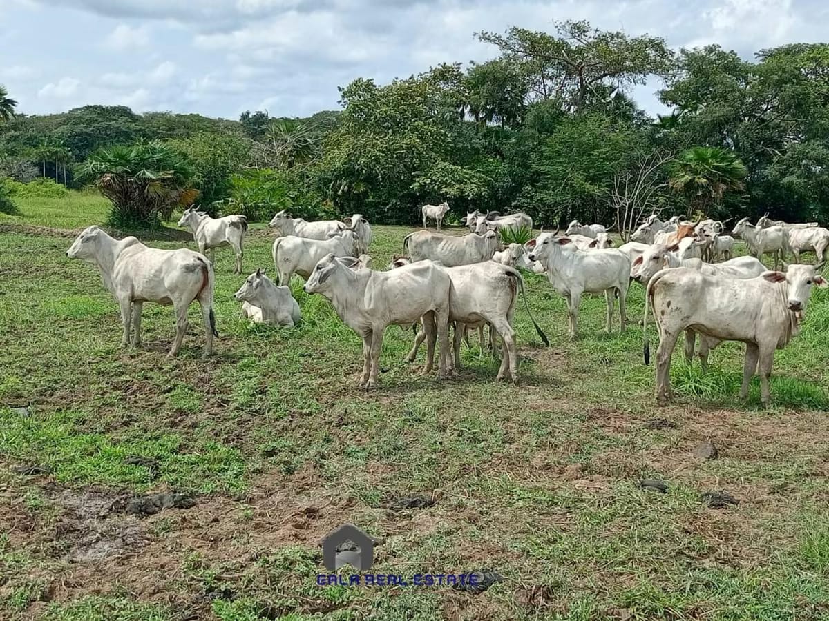 Finca en Venta - Arismendi - El Baúl - Estado Cojedes - 2
