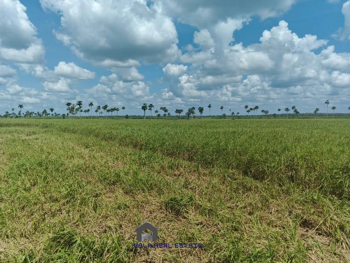 Finca en Venta - Arismendi - El Baúl - Estado Cojedes - 7