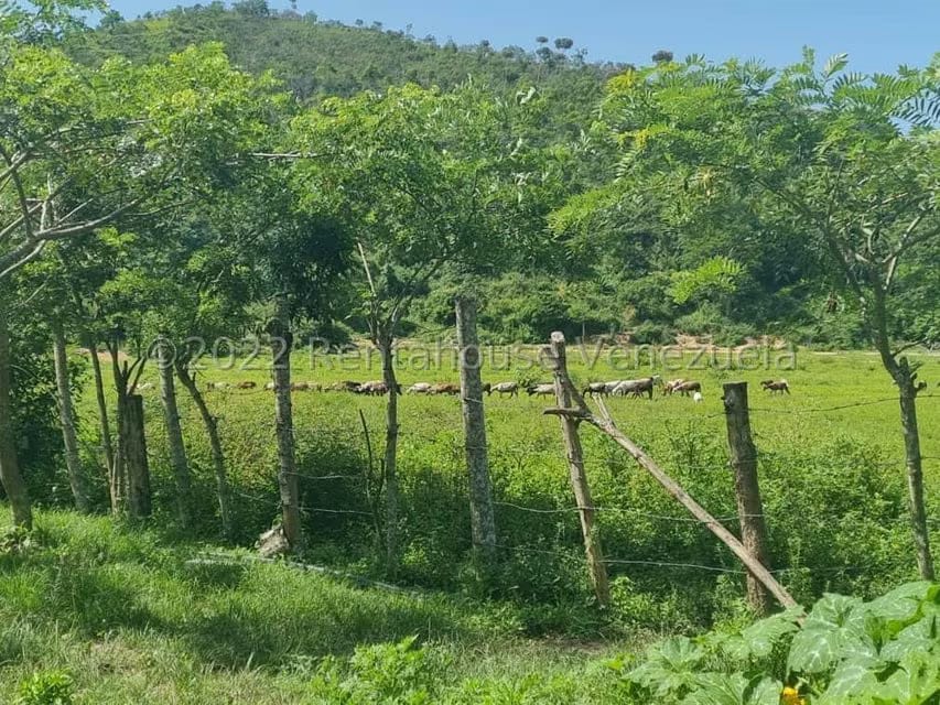 Terreno (Finca) en Venta en Aguirre, Carabobo - 15