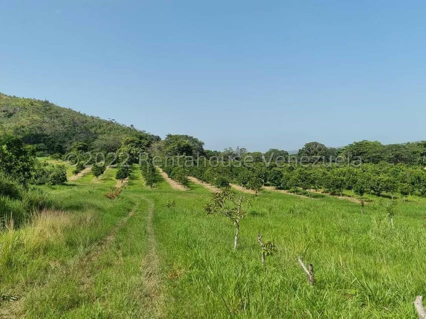 Terreno (Finca) en Venta en Aguirre, Carabobo - 60