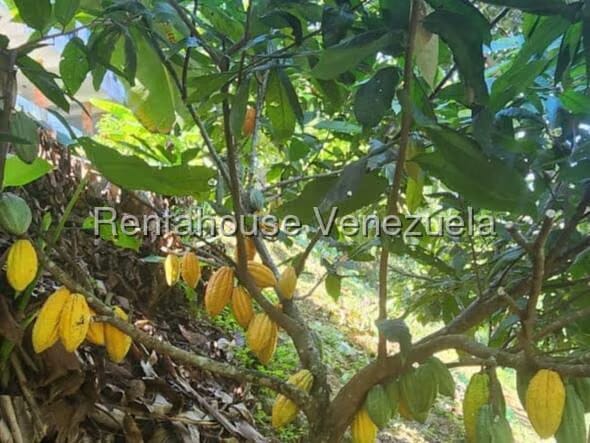 Terreno (Finca) en Venta en Gavilan, Distrito Metropolitano - 13