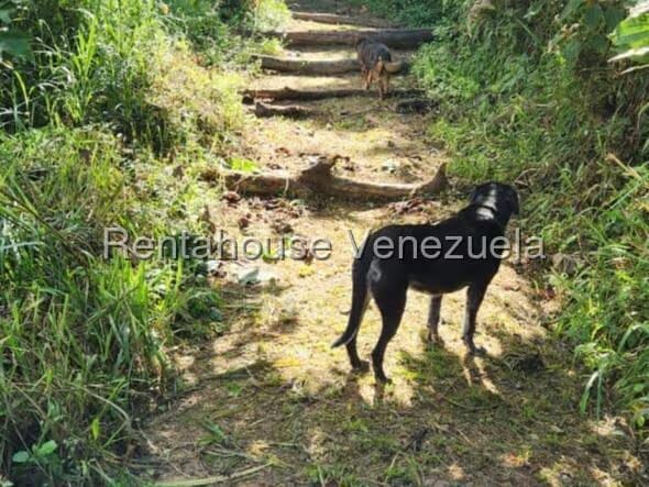 Terreno (Finca) en Venta en Gavilan, Distrito Metropolitano - 4