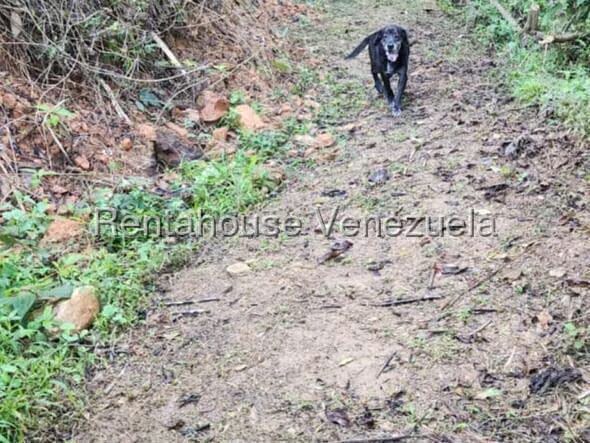 Terreno (Finca) en Venta en Gavilan, Distrito Metropolitano - 6