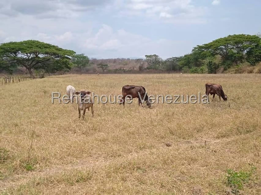 Negocios y Empresas (Comercio) en Venta en Carretera Caracas-Barbacoa, Aragua - 55
