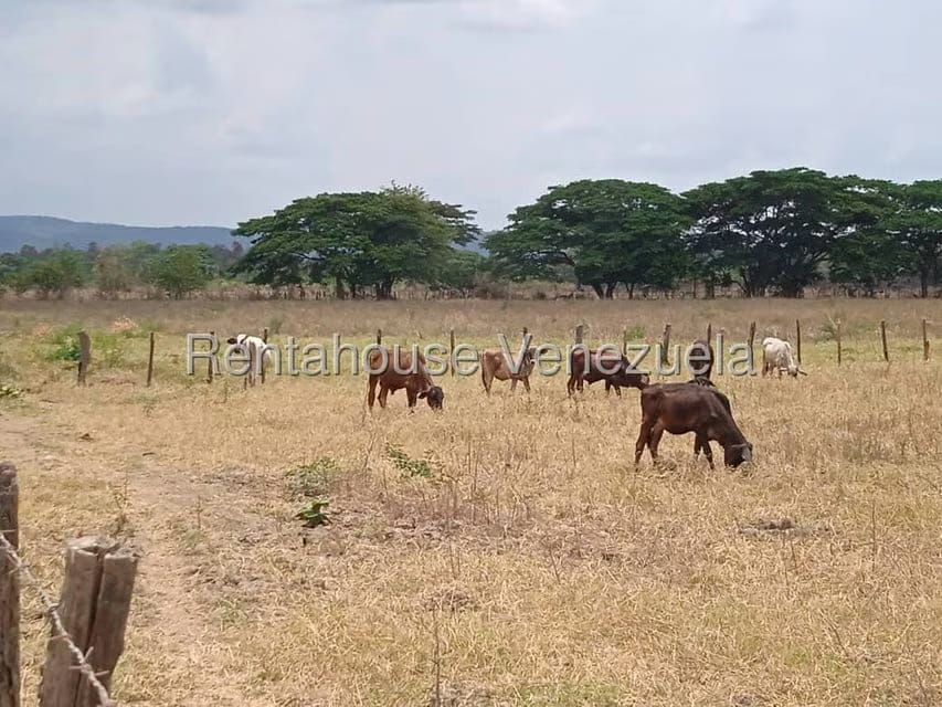 Negocios y Empresas (Comercio) en Venta en Carretera Caracas-Barbacoa, Aragua - 56