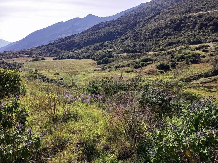 Terreno (Finca) en Venta en Pueblo Viejo, Merida - 17