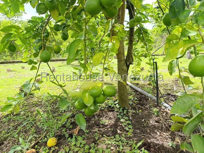 Terreno (Finca) en Venta en Sector El Carmen, Aragua - 11