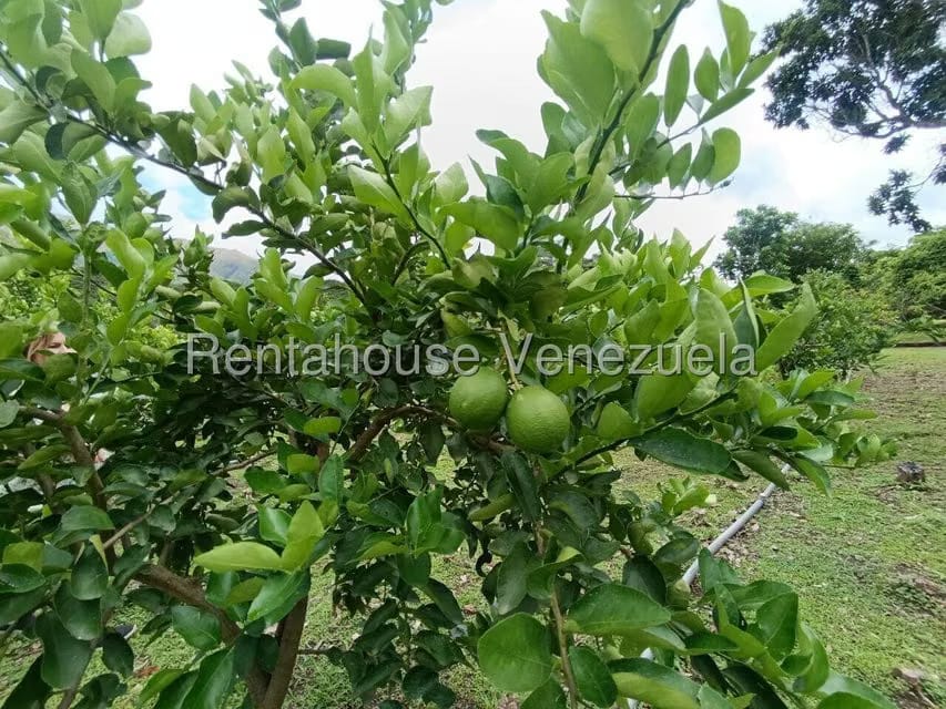 Terreno (Finca) en Venta en Sector El Carmen, Aragua - 103