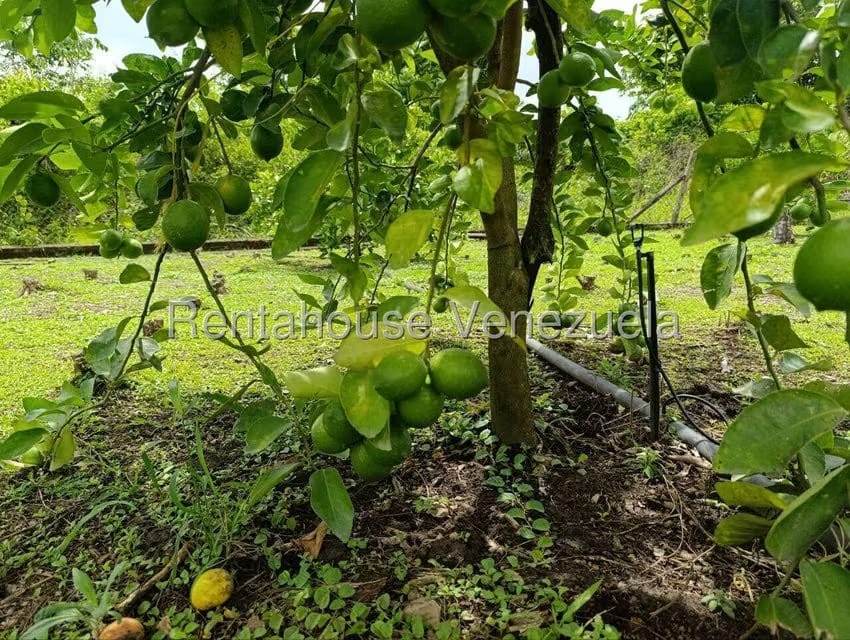Terreno (Finca) en Venta en Sector El Carmen, Aragua - 104