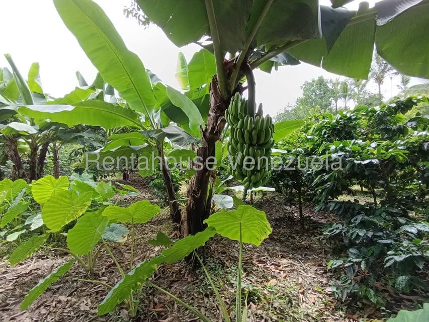 Terreno (Finca) en Venta en Sector El Carmen, Aragua - 129