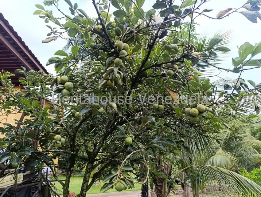 Terreno (Finca) en Venta en Sector El Carmen, Aragua - 149