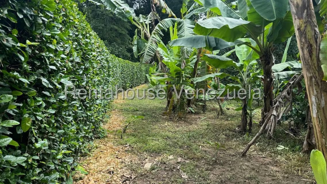 Terreno (Finca) en Venta en Sector El Carmen, Aragua - 24