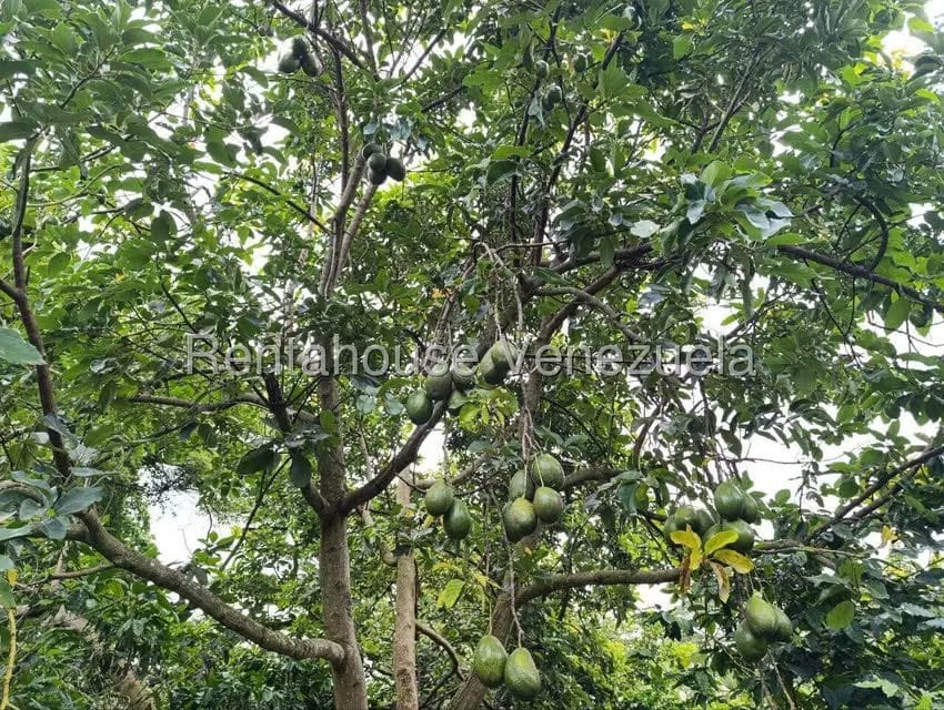 Terreno (Finca) en Venta en Sector El Carmen, Aragua - 4