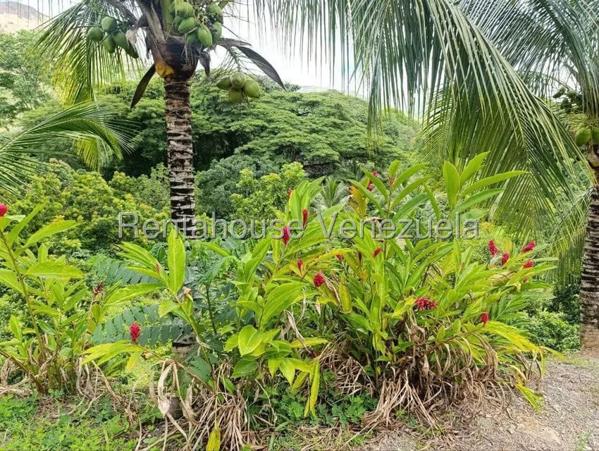Terreno (Finca) en Venta en Sector El Carmen, Aragua - 48