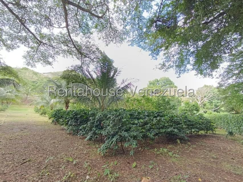 Terreno (Finca) en Venta en Sector El Carmen, Aragua - 51