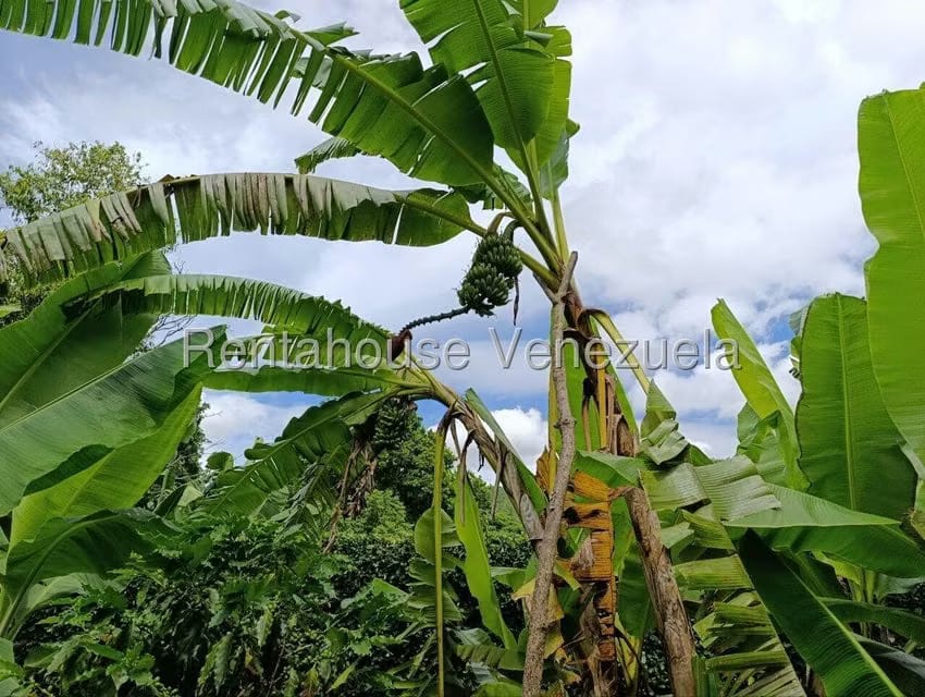 Terreno (Finca) en Venta en Sector El Carmen, Aragua - 53