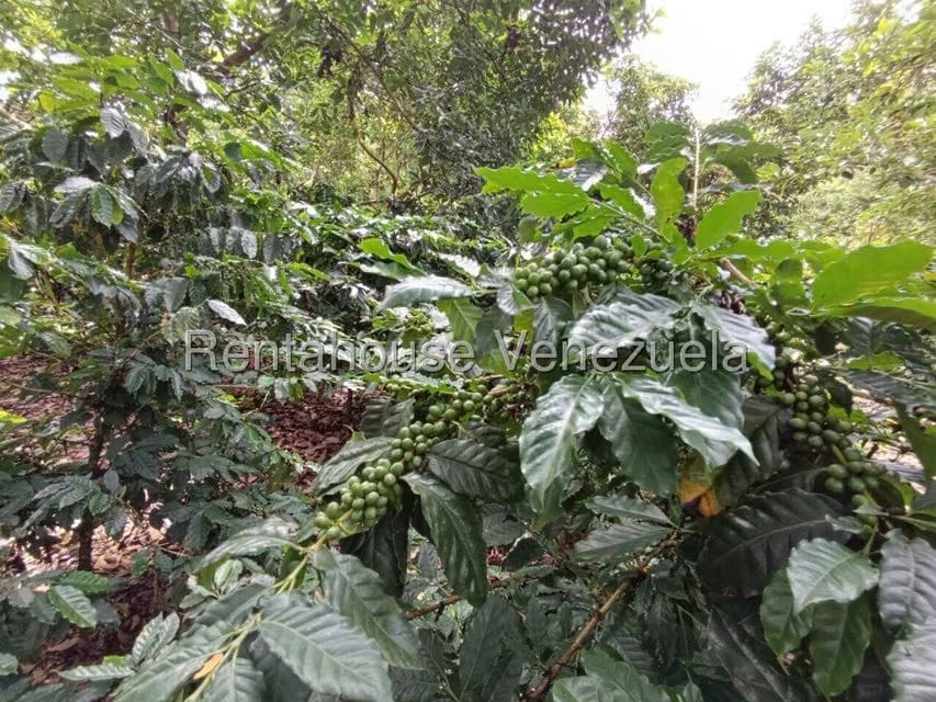 Terreno (Finca) en Venta en Sector El Carmen, Aragua - 55