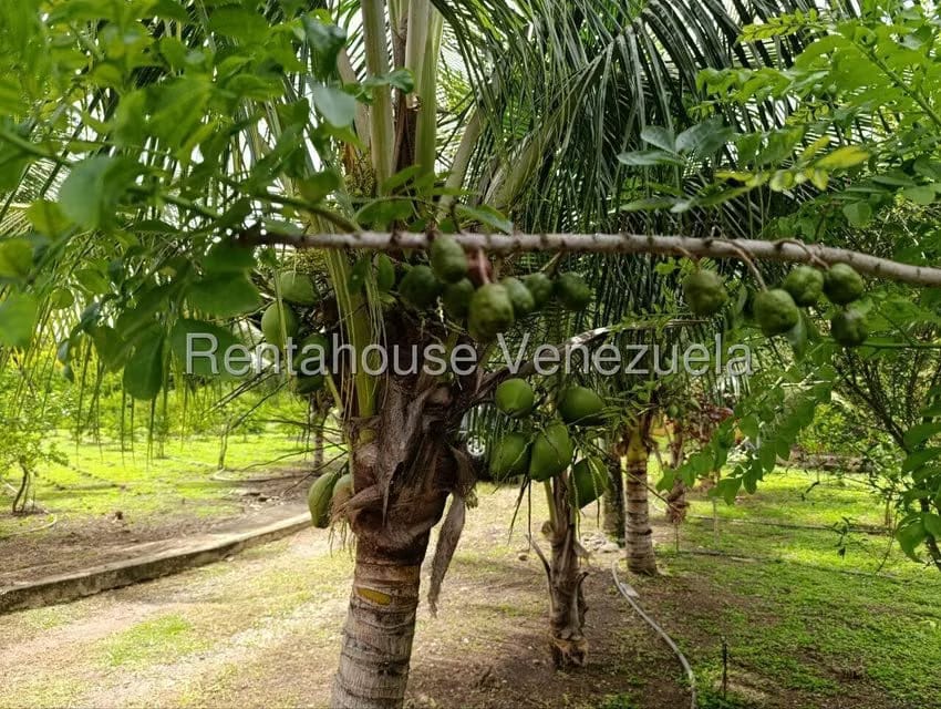 Terreno (Finca) en Venta en Sector El Carmen, Aragua - 9
