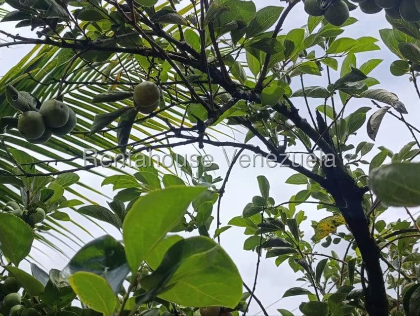 Terreno (Finca) en Venta en Sector El Carmen, Aragua - 94