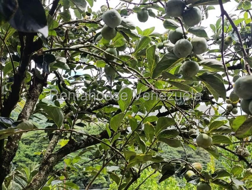 Terreno (Finca) en Venta en Sector El Carmen, Aragua - 95