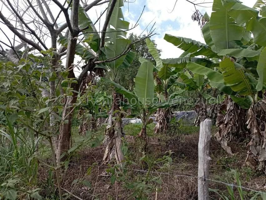 Terreno (Comercial) en Venta en Salado Bajo, Merida - 18