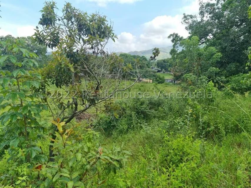 Terreno (Comercial) en Venta en Bejuma, Carabobo - 12