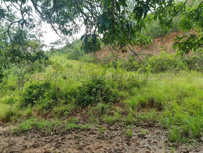 Terreno (Comercial) en Venta en Bejuma, Carabobo - 10