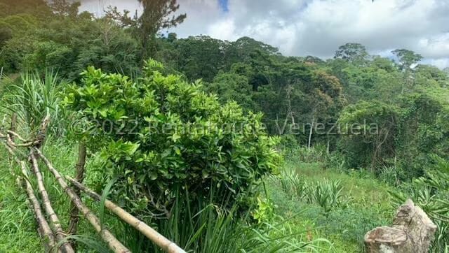 Terreno (Finca) en Venta en Gavilan, Distrito Metropolitano - 11