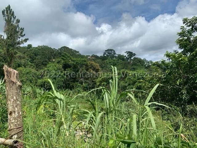 Terreno (Finca) en Venta en Gavilan, Distrito Metropolitano - 4