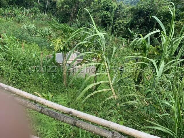 Terreno (Finca) en Venta en Gavilan, Distrito Metropolitano - 5