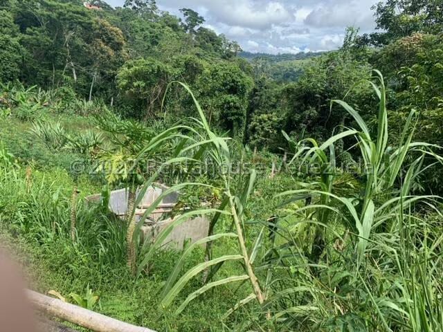 Terreno (Finca) en Venta en Gavilan, Distrito Metropolitano - 7