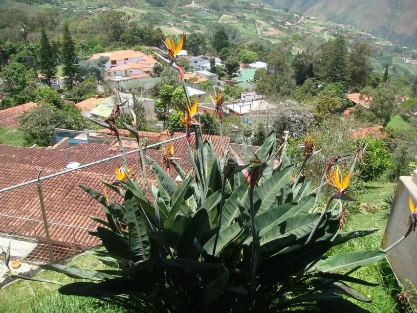 Casa (Multipes Niveles) en Venta en El Junko Country Club, Vargas - 41