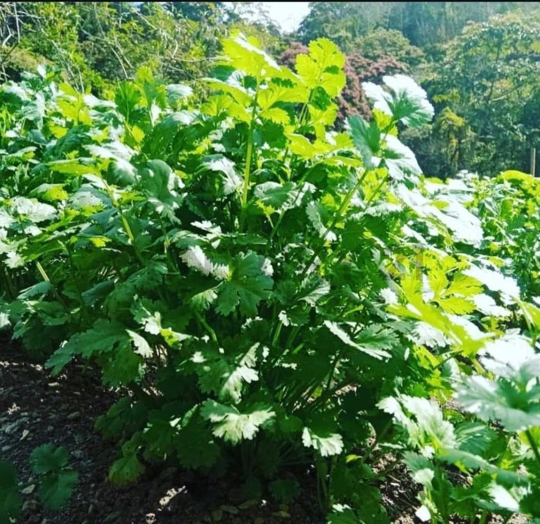 Venta de Terreno San Diego de Los Altos. Miranda - 15