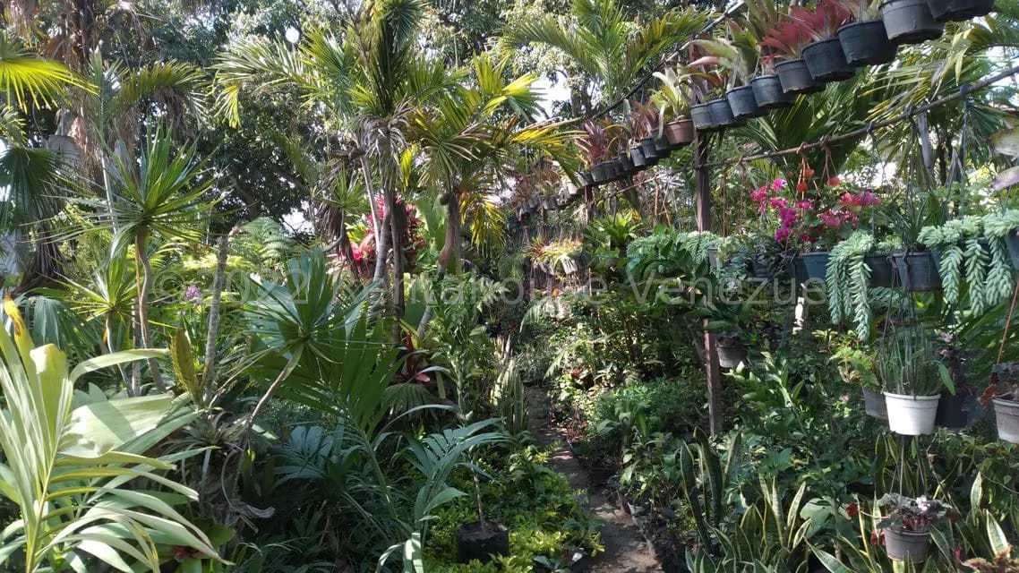 Terreno (Residencial) en Venta en Los Chorros, Distrito Metropolitano - 3