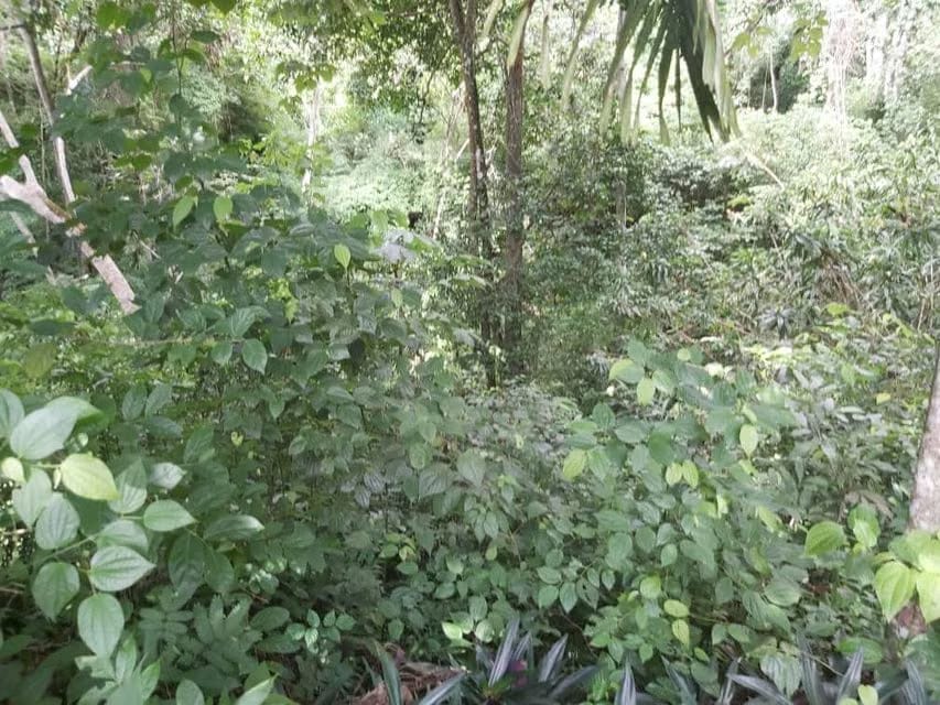 Terreno (Comercial) en Venta en Guataparo, Carabobo - 11