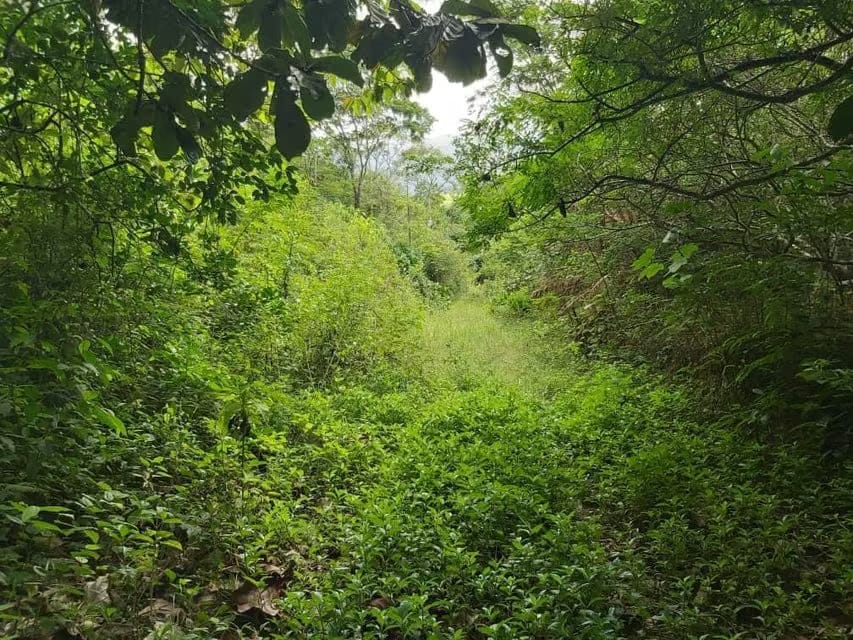 Terreno (Comercial) en Venta en Guataparo, Carabobo - 12